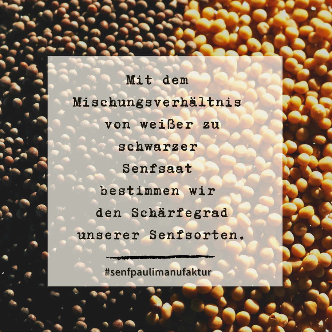 Senfwissen3 Welche Senfarten gibt es? Senf Pauli Manufaktur