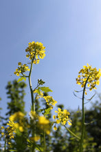 Laden Sie das Bild in den Galerie-Viewer, Blühende Senfpflanzen Senf Pauli