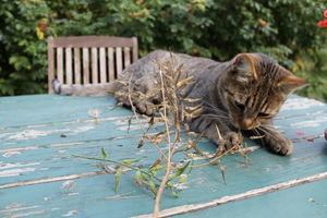 Kater mit reifen Senfschoten Senf Pauli